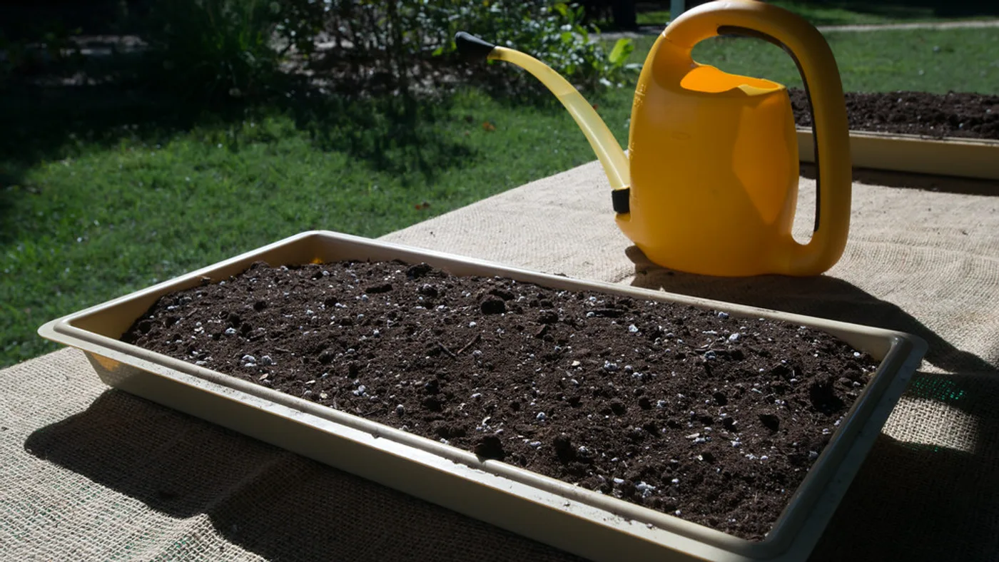 Rich dark compost blended into potting soil in outdoor garden planters supporting green plants