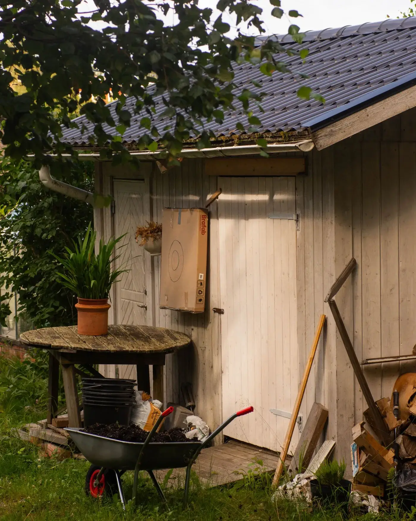 Open rustic garden shed with rakes, spades and hand tools leaning against the timber wall and greenery around the doorway