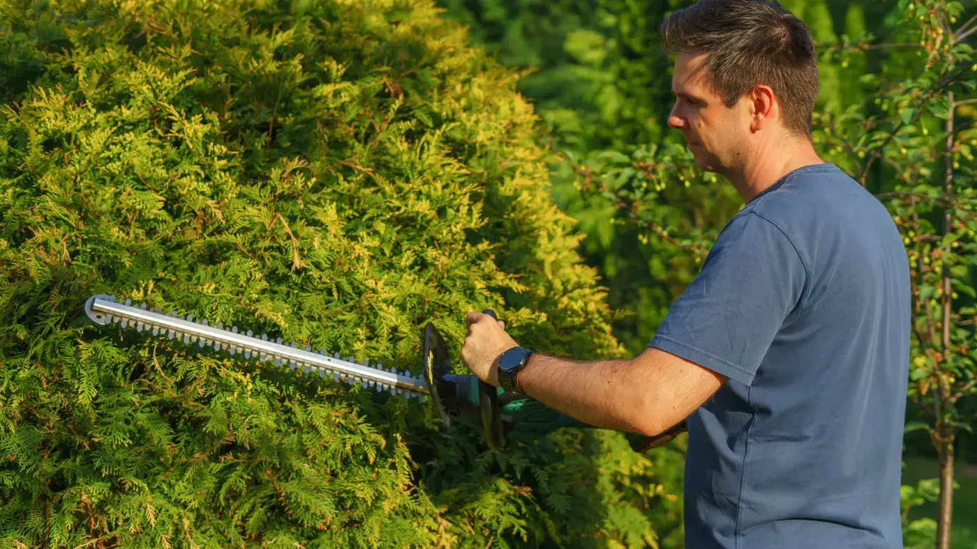 Man in a blue shirt trimming a large green hedge with a long-bladed powered hedge trimmer in bright sunlight