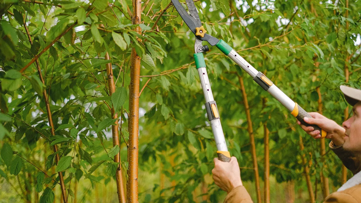 Gardener using long-handled loppers to cut back branches from a young tree in a green garden