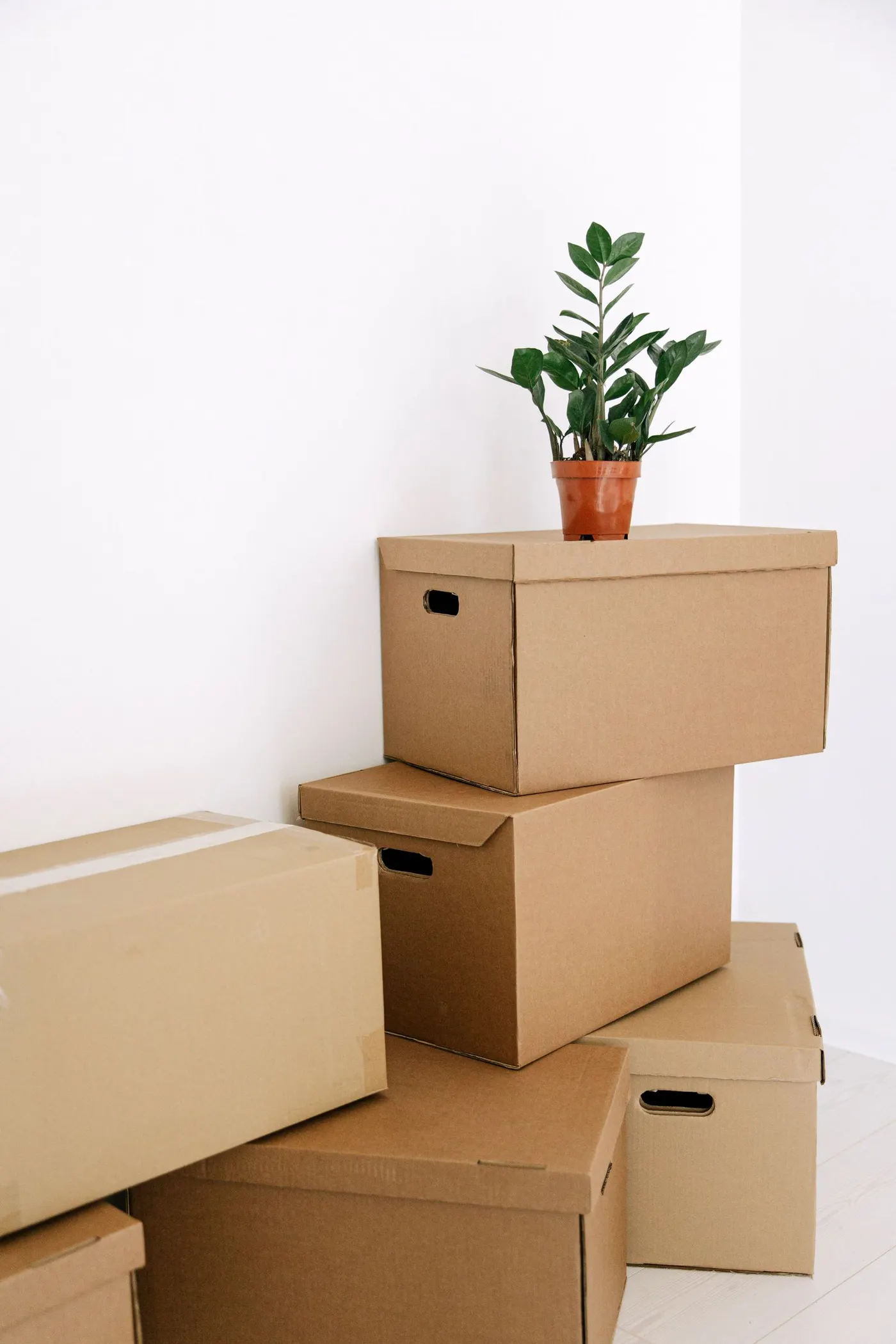 Stack of closed brown cardboard boxes with hand holes against a white wall, with a small potted green plant resting on the top box